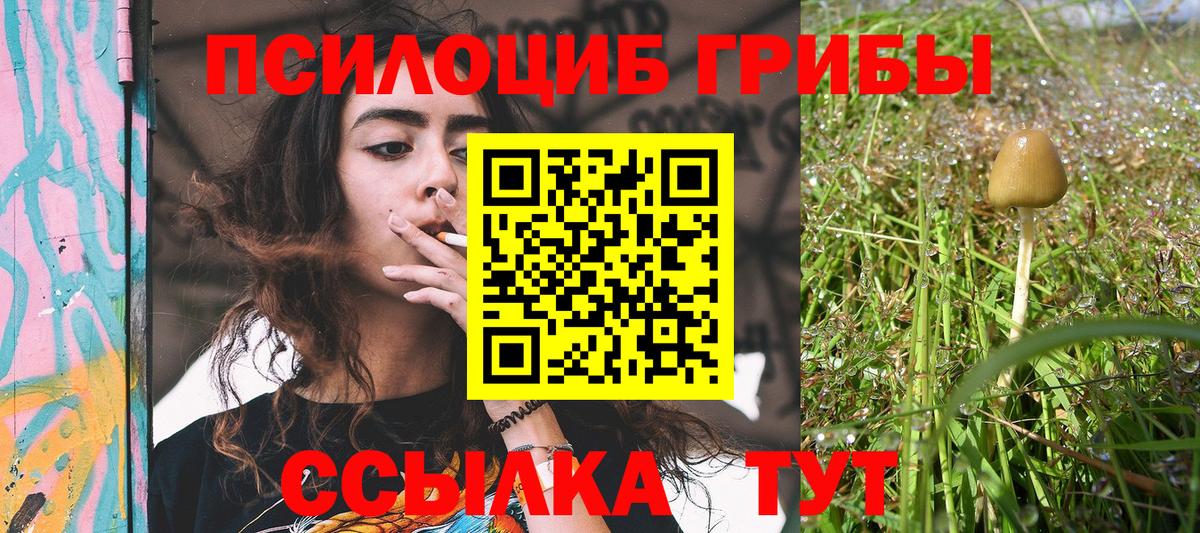 купить   Абакан  Псилоцибиновые грибы Psilocybe 